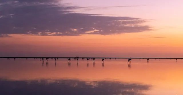 Paysage de Camargue avec des flamants roses