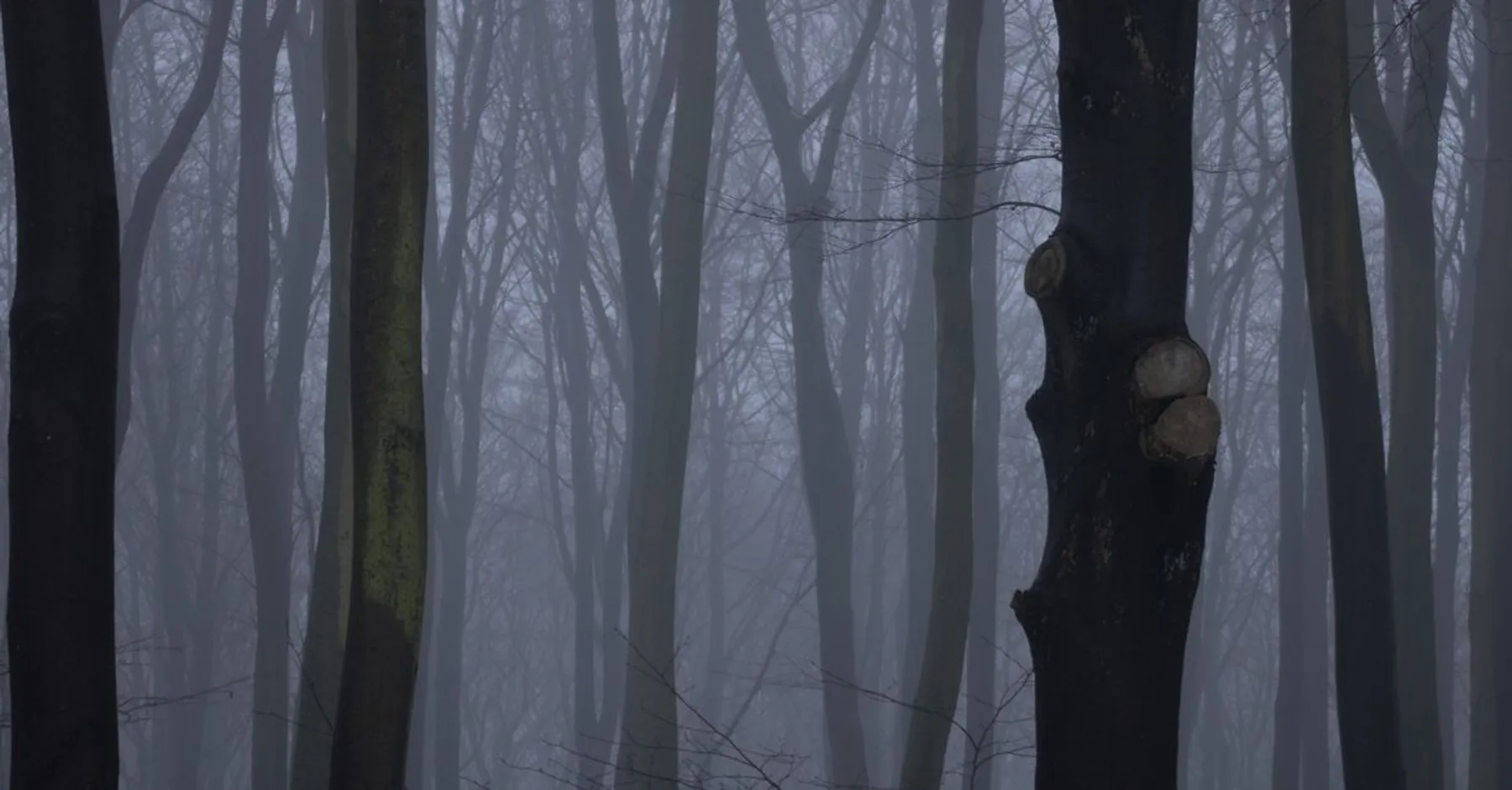 Forêt brumeuse, ambiance de légende