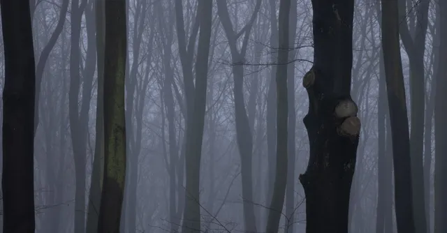 Forêt brumeuse, ambiance de légende
