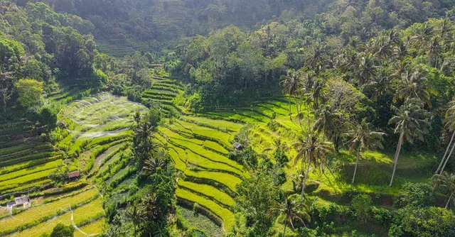 Rizières en terrasses et palmiers, paysage typique de Bali vu du ciel