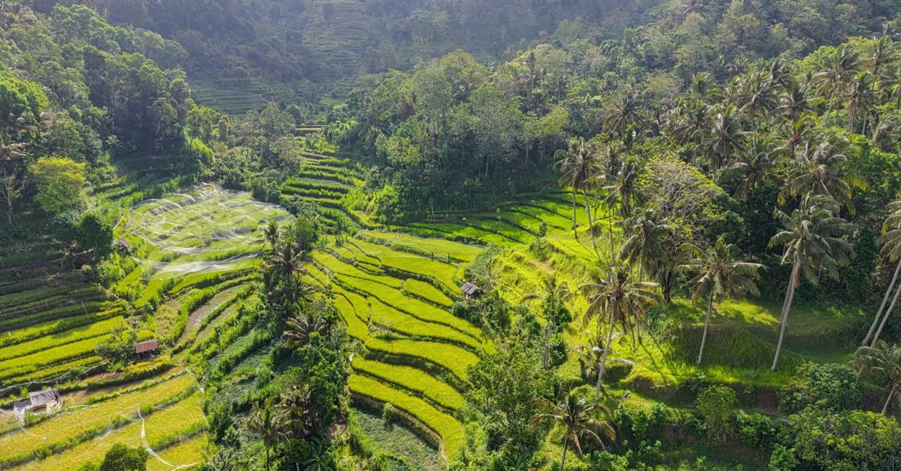 Rizières en terrasses et palmiers, paysage typique de Bali vu du ciel