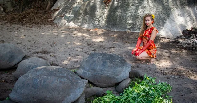 Une tortue géante aux Seychelles