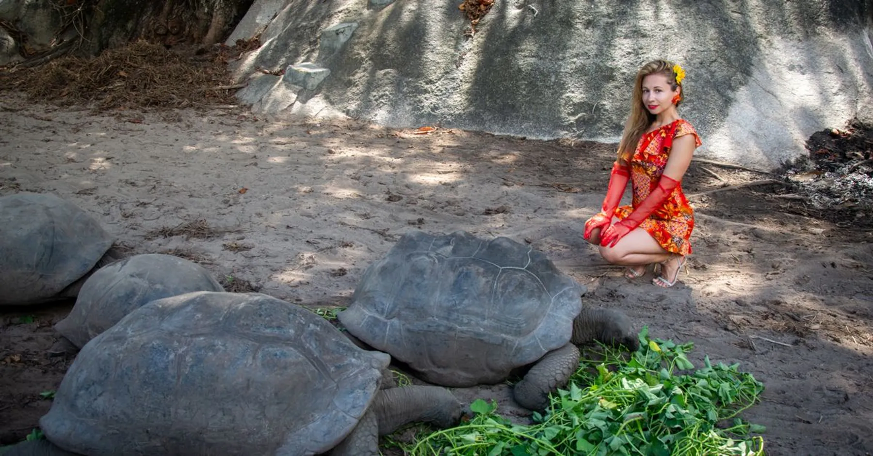 Une tortue géante aux Seychelles